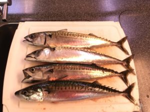 Fresh Mackerel - the “before” shot!