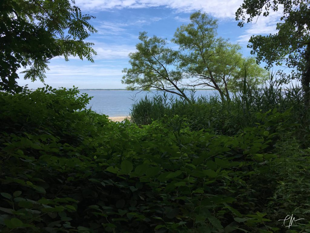 A glimpse of the beach through the trees