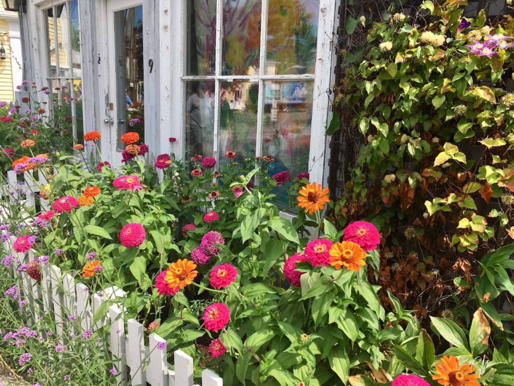 Zinnias of Rockport