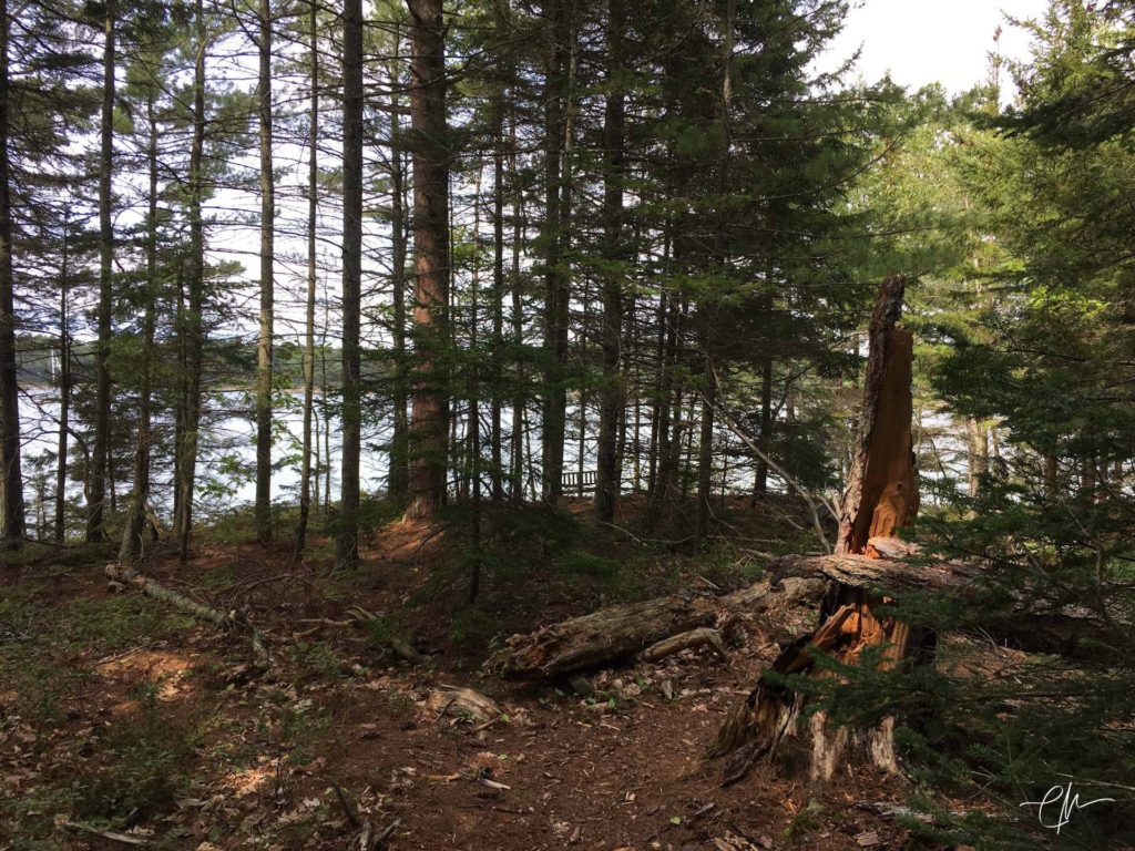 Hiking the trails of The Basin Preserve