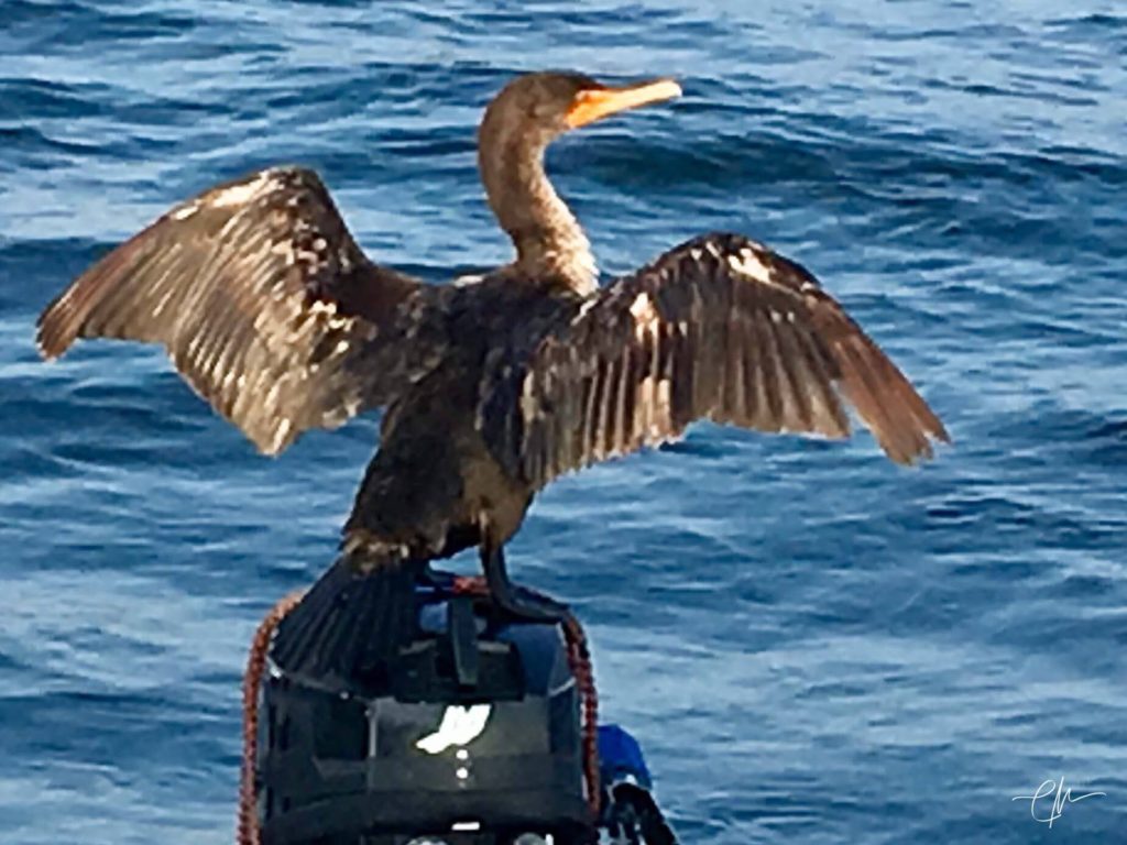 Cormorant drying its wings while standing on our outboard